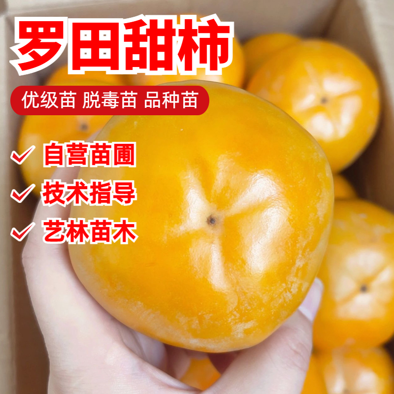 柿子树果苗盆栽地栽特大庭院罗田甜柿树苗水果脆柿子树苗当年结果