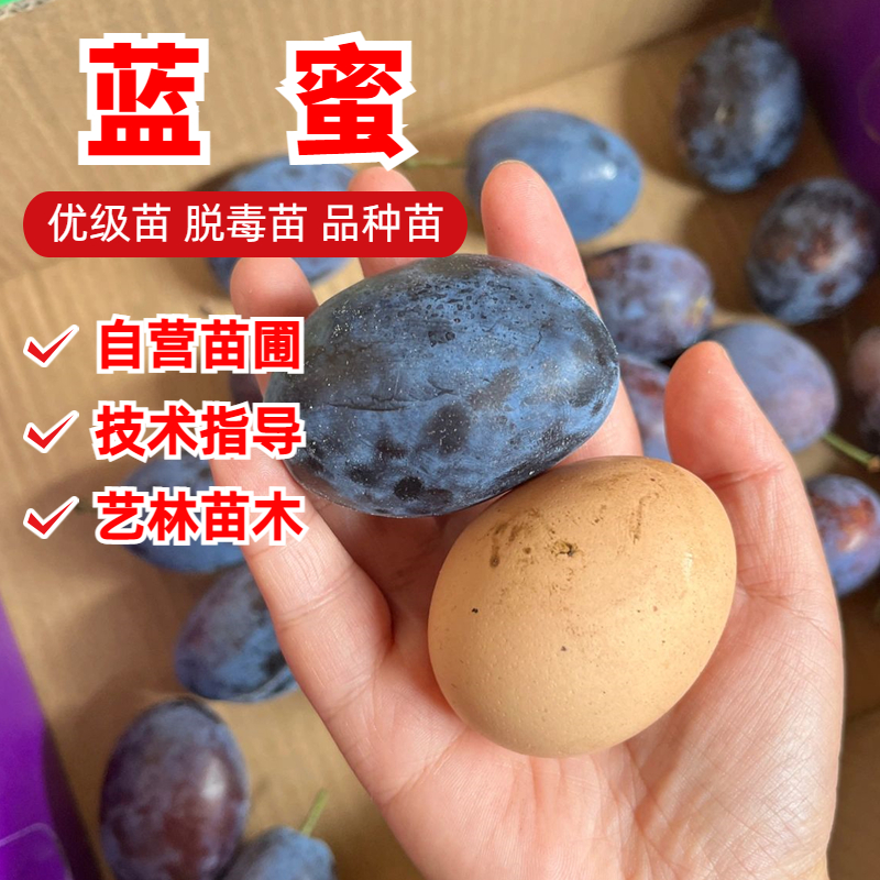 西梅树树苗嫁接蓝蜜西梅苗李子树苗地栽盆栽南方北方种植当年结果