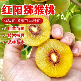 嫁接红阳猕猴桃树苗盆栽庭院地栽耐寒爬藤果苗奇异果红心猕猴桃苗