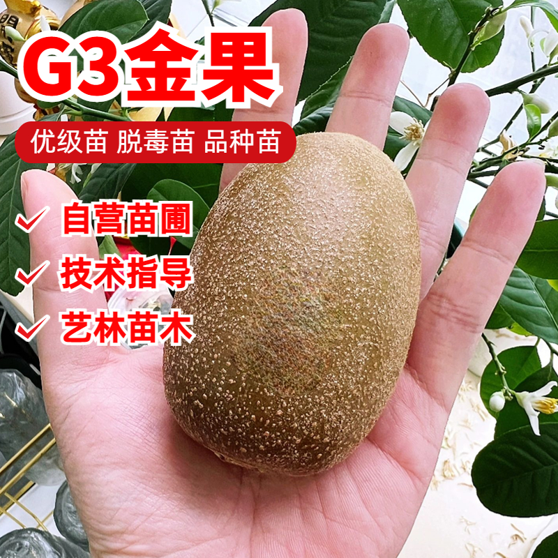 G3金果猕猴桃树苗嫁接黄心爬藤