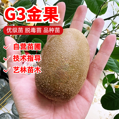 G3金果猕猴桃树苗嫁接黄心爬藤