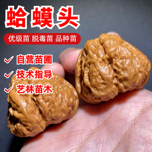 蛤蟆头文玩核桃树苗盆栽地栽
