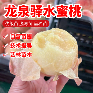 龙泉驿水蜜桃树苗嫁接桃树果苗当年结果南方北方种植阳台盆栽地栽