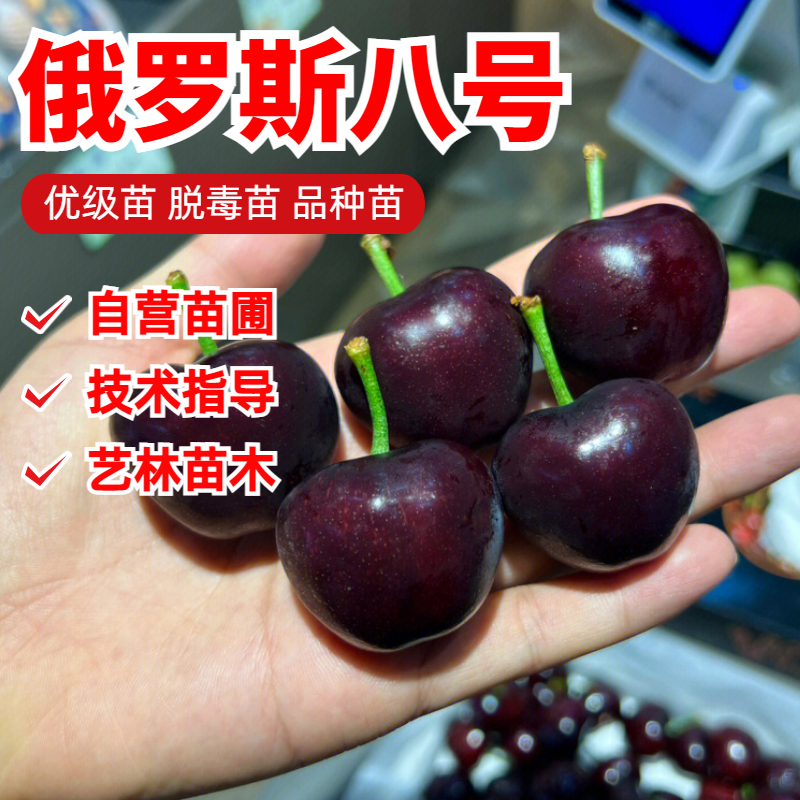 俄罗斯八号大樱桃树苗盆地栽种植