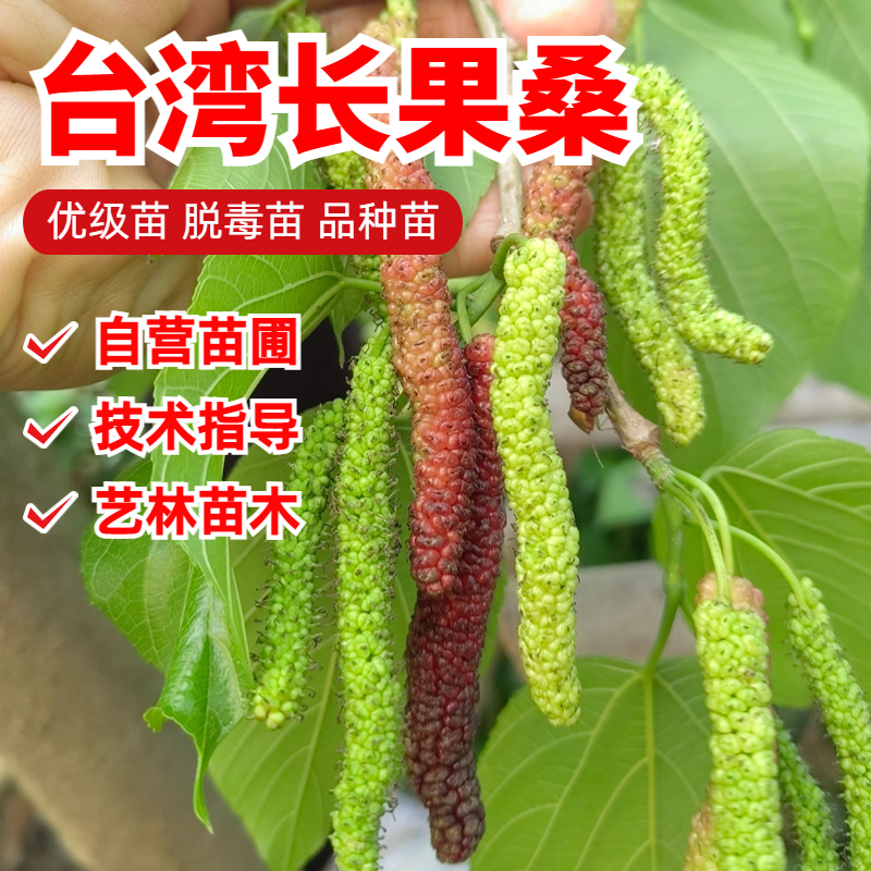 台湾长果桑葚树苗盆栽鸡爪桑葚桑树果苗阳台庭院地栽果树当年结果