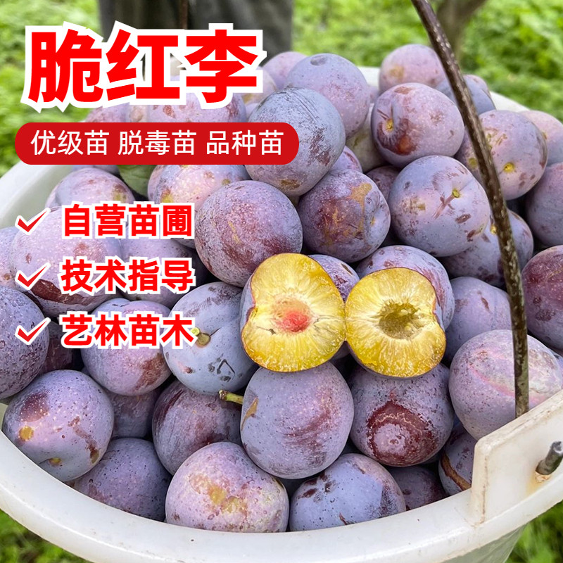 四川脱骨脆红李子苗晚熟青脆李嫁接蜂糖李子树苗南北方水果树果苗
