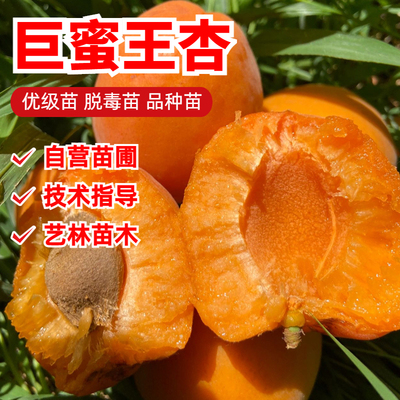 巨蜜王杏子树苗特大甜蜜杏苗