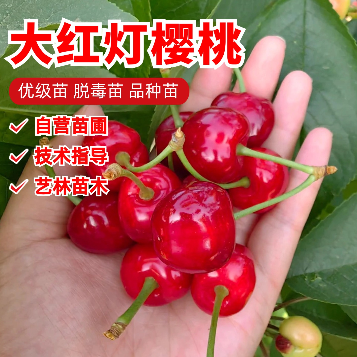 早熟大果红灯樱桃树苗酸甜口大樱桃苗庭院盆栽果树苗南方北方种植