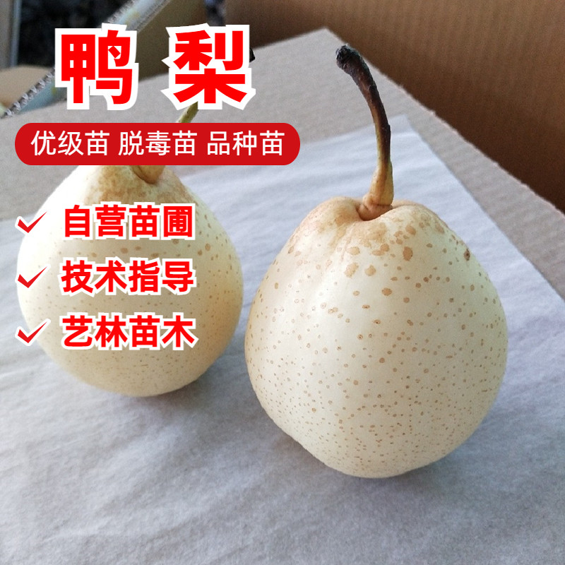 嫁接大白鸭梨梨苗水晶梨树苗脆甜盆栽庭院地栽南北方种植当年结果