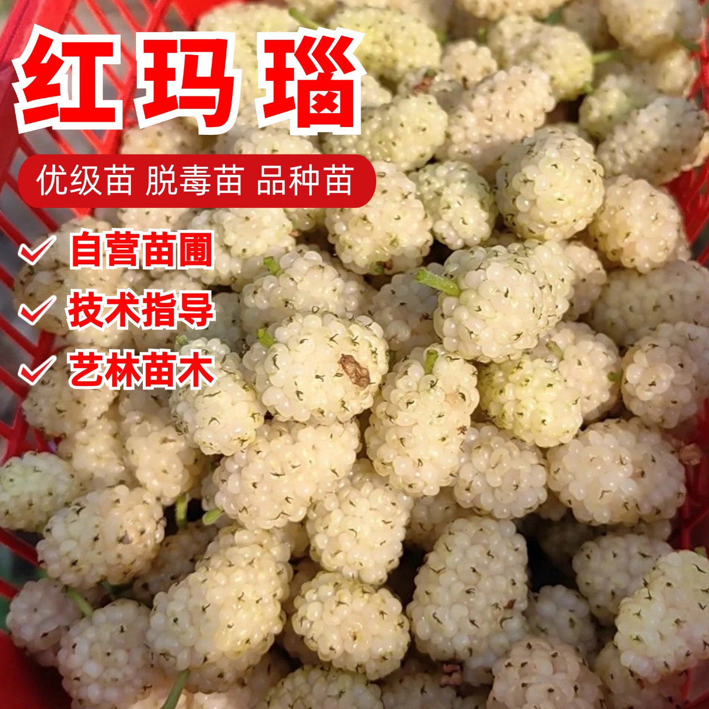 白色红玛瑙桑葚树苗盆栽庭院地栽香甜果桑苗耐寒桑葚苗南北方种植