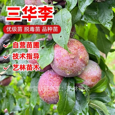 三华李李子树苗嫁接6月成熟