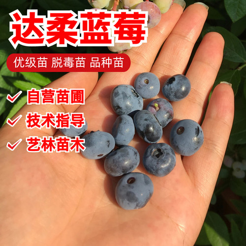 达柔蓝莓苗组培苗盆栽地栽种