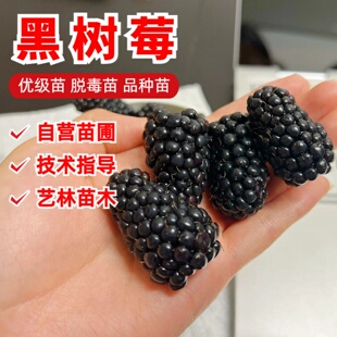 大果树莓果苗纯甜黑莓苗爬藤高产黑金刚盆栽耐寒黑钻石黑莓树苗