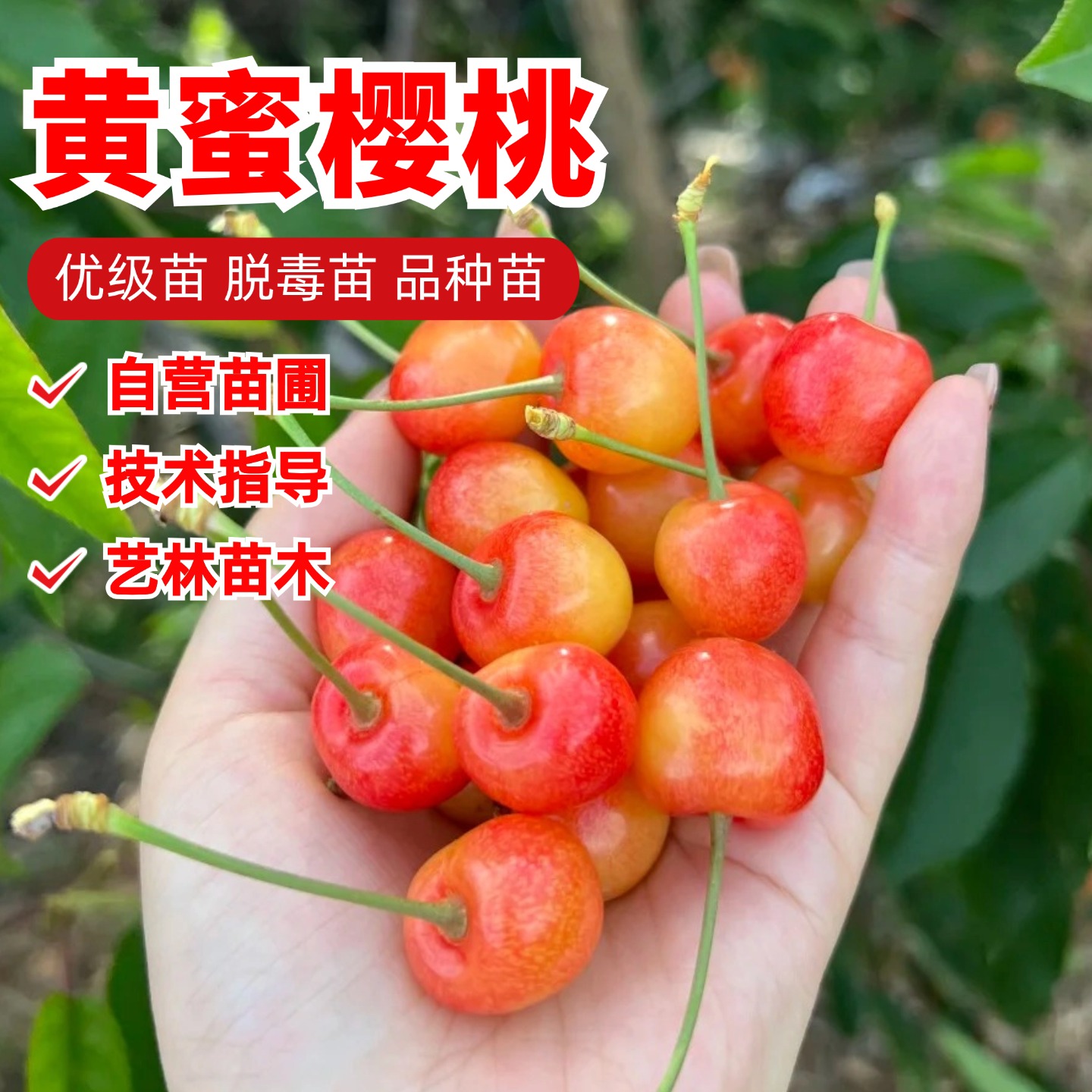 黄蜜樱桃树苗嫁接纯甜水晶大樱桃苗盆栽地栽南方北方种植当年结果