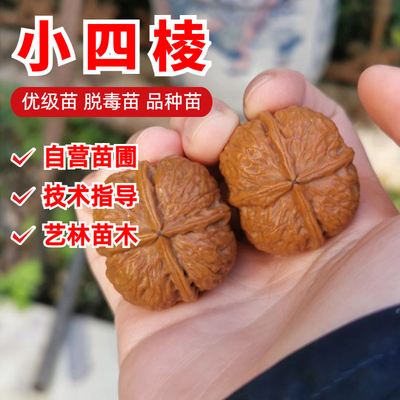 小四棱文玩核桃树苗盆地栽
