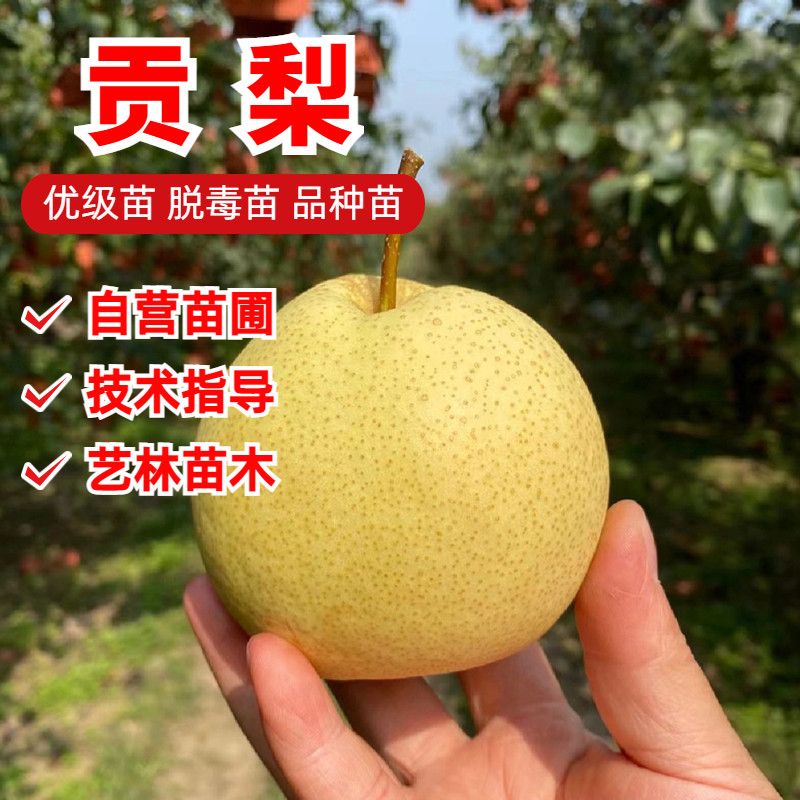 贡梨树苗果苗嫁接砀山梨苗特大脆甜酥梨苗地栽南北方种植当年结果