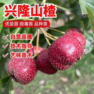 山楂树活苗大金星大五棱甜红子山楂树苗嫁接歪把红果苗山里红树苗