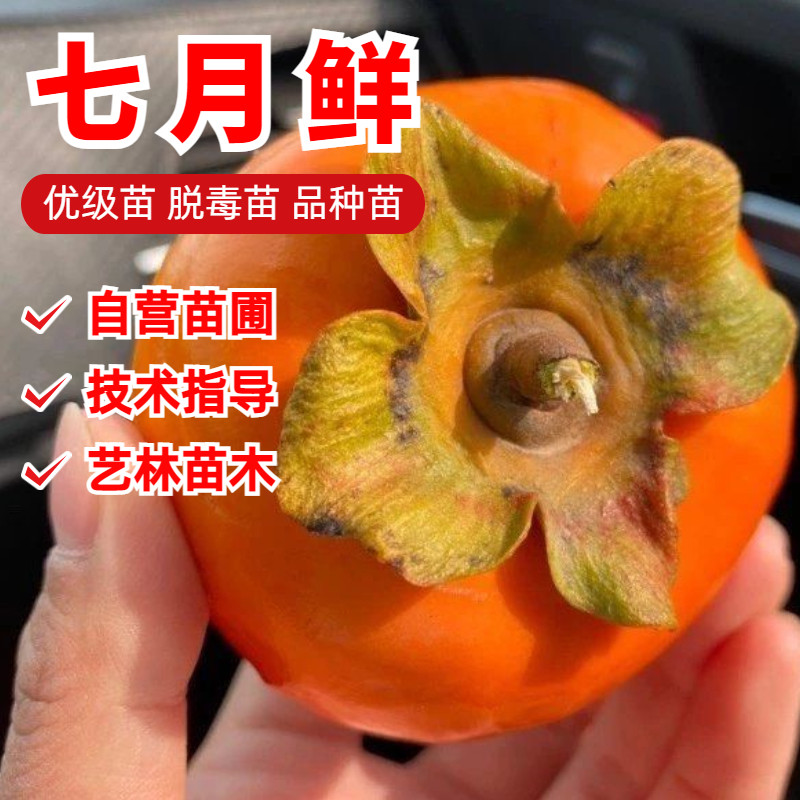 嫁接七月黄柿子树苗特早熟自然脱涩无核脆甜水果柿子苗南北方种植