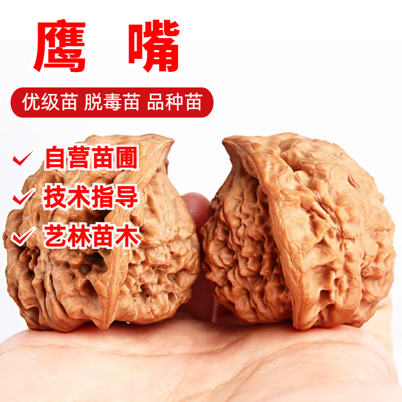 文玩核桃苗树异形蛇头鹰嘴核桃苗盆栽庭院地栽麻核桃苗南北方种植