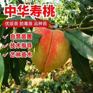 嫁接冬桃树苗晚熟雪桃中华寿桃树苗脆甜盆栽庭院地栽南方北方种植