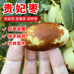 脆甜枣树苗贵妃枣苗嫁接大枣树苗罗江贵妃枣树苗当年挂果盆栽地栽