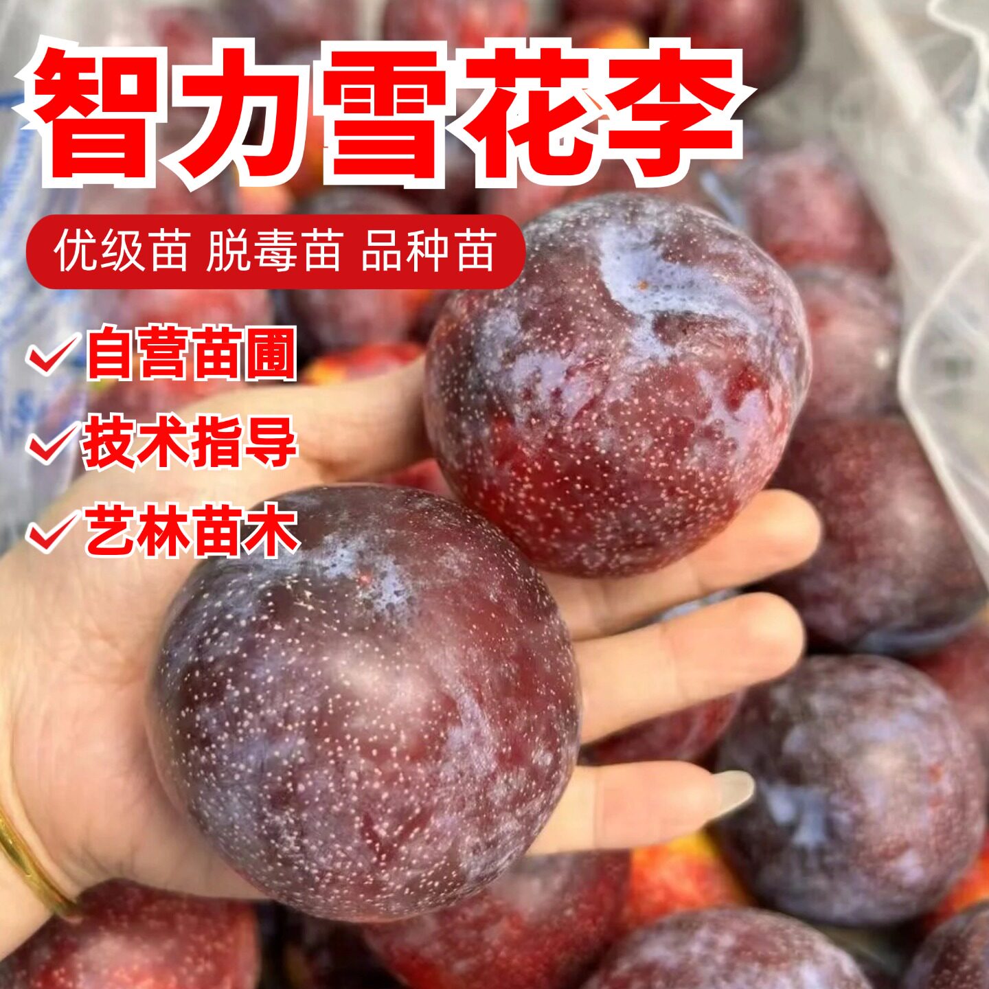 智利雪花李树苗嫁接恐龙蛋李子苗脆甜离核红肉李子果苗南北方种植