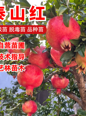 泰山红硬籽甜石榴树苗9-10月成熟