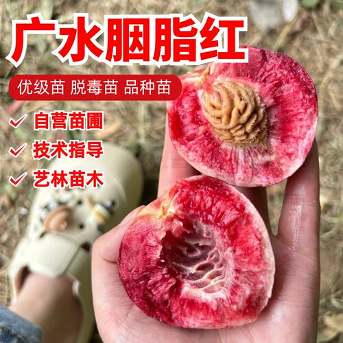 老品种红肉血桃子果苗广水胭脂红血桃树苗盆栽南北方种植当年结果