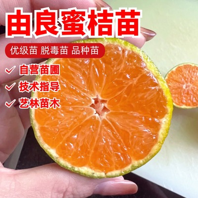 特早熟由良蜜桔果树苗青皮甜无籽蜜桔苗庭院种植当年结果橘子树苗