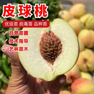 桃树果苗龙泉驿皮球桃水蜜桃树苗盆栽庭院地栽离核脆桃苗当年结果