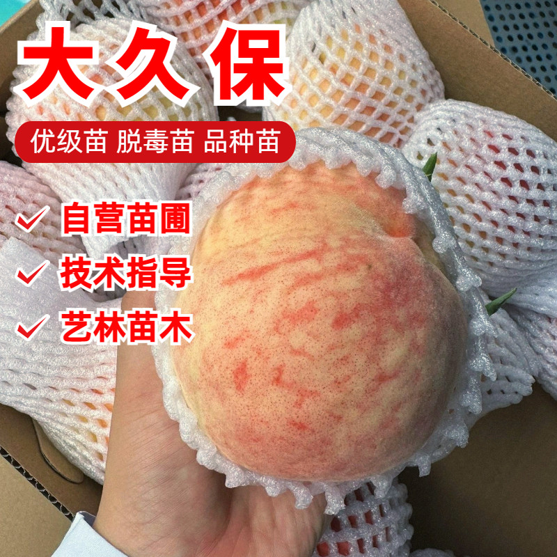 平谷大久保桃树苗南北方盆栽庭院地栽种植嫁接水蜜桃树苗当年挂果