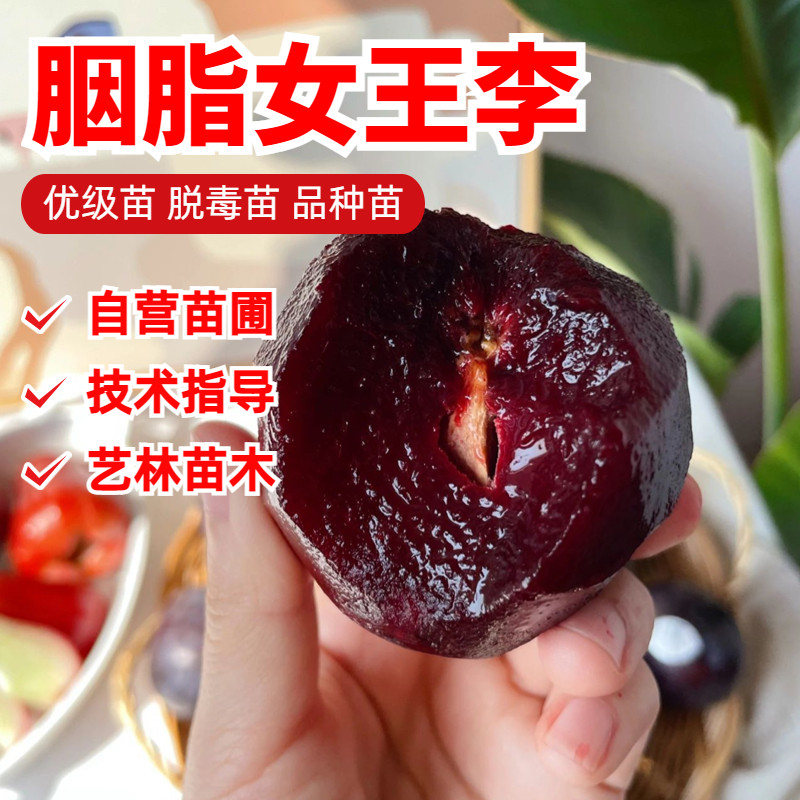澳洲胭脂女王李子树苗嫁接特大红肉脆甜脱骨李子苗早熟南北方种植