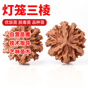 三棱灯笼文玩核桃树苗八棱山核桃多刺深纹狮子头大粗筋核桃苗地栽