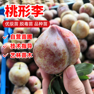 嵊州桃形李树苗嫁接李子树苗红心脱骨干碗李嫁接苗南北方种植地栽