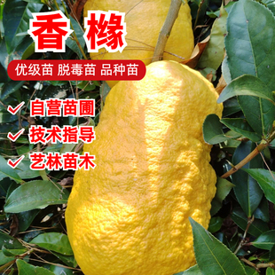 香橼树苗 香橼苗 香泡树柚子苗南北方种植盆栽地栽果树苗当年结果