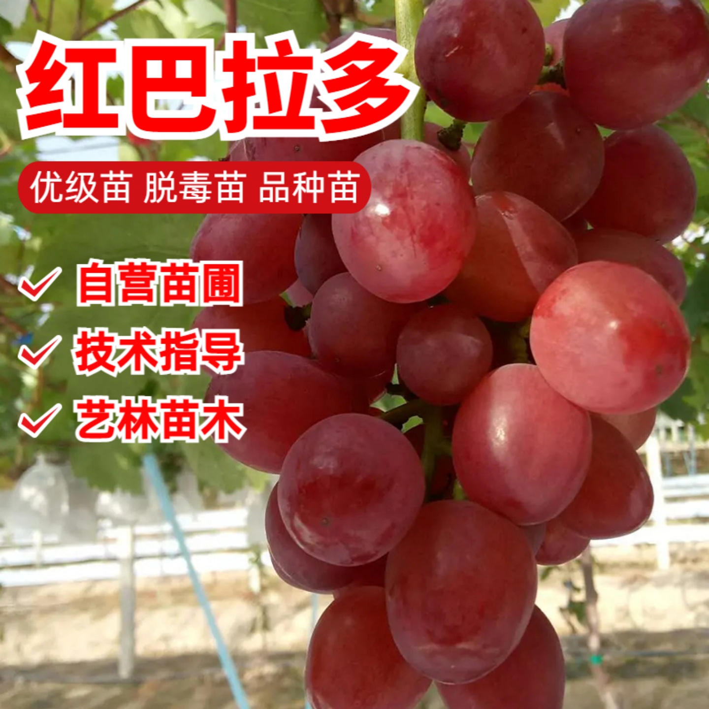 红巴拉多葡萄树苗嫁接特早熟无籽红提苗南方北方庭院爬藤当年结果