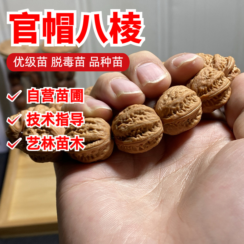 官帽八棱核桃树苗磨盘狮子头文玩铁核桃苗南北方庭院种植当年结果