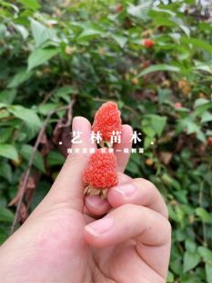 覆盆子树苗红树莓黑莓山莓浆果树莓苗阳台盆栽地栽当年结果苗