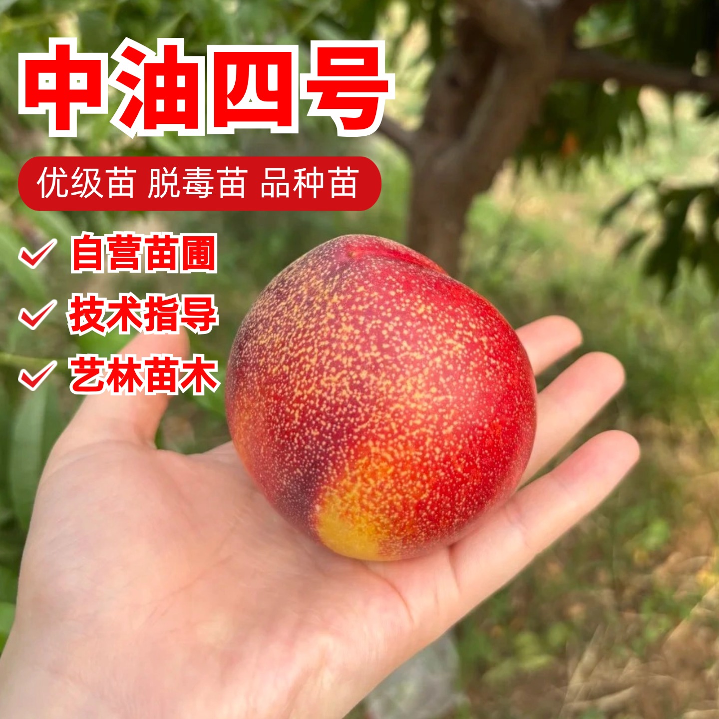 中油4号桃苗特早熟嫁接黄肉油桃树果苗南北方耐寒冻庭院桃子苗树