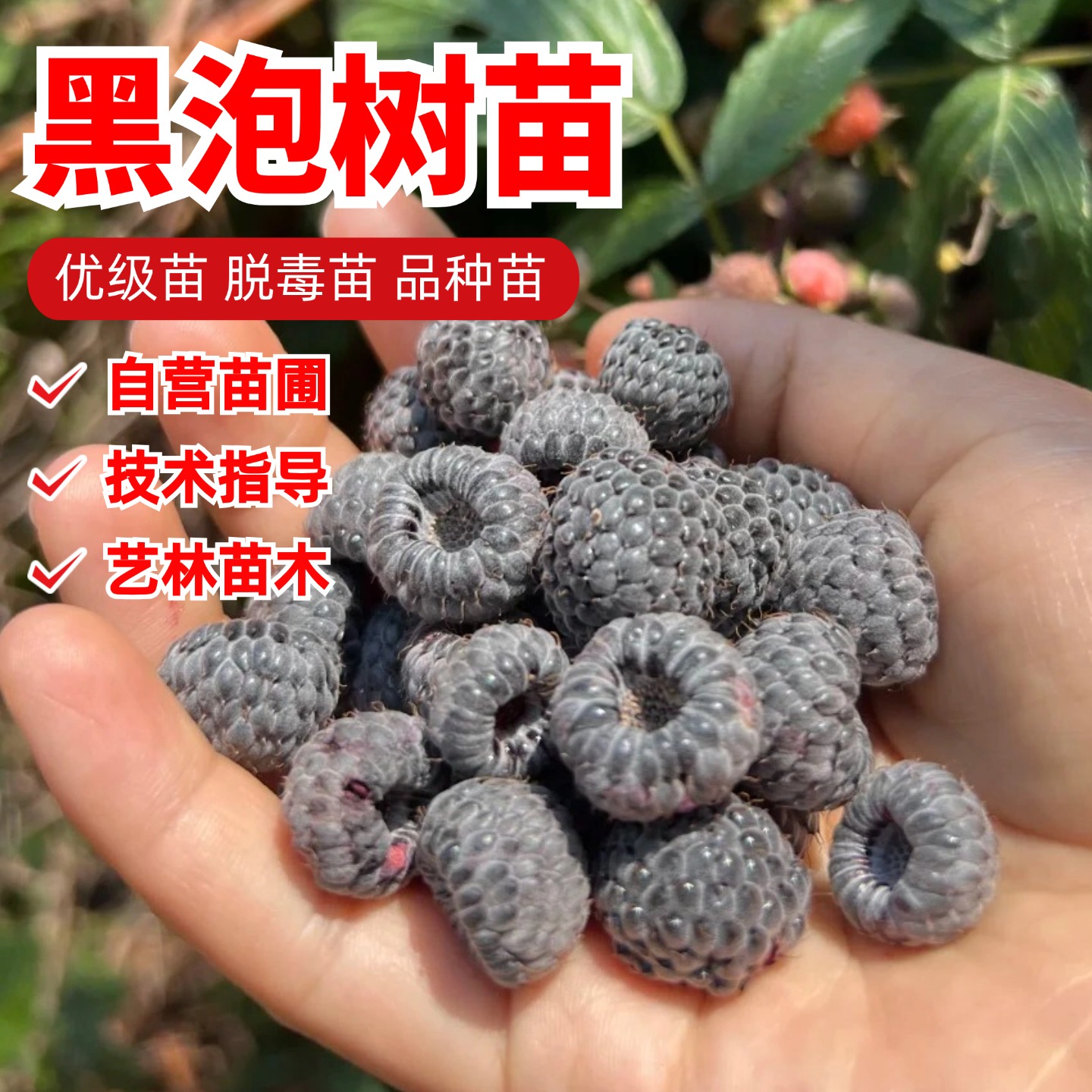 黑莓树苗无刺黑泡苗盆栽黑水晶树莓苗大果双季南北方种植树莓果苗