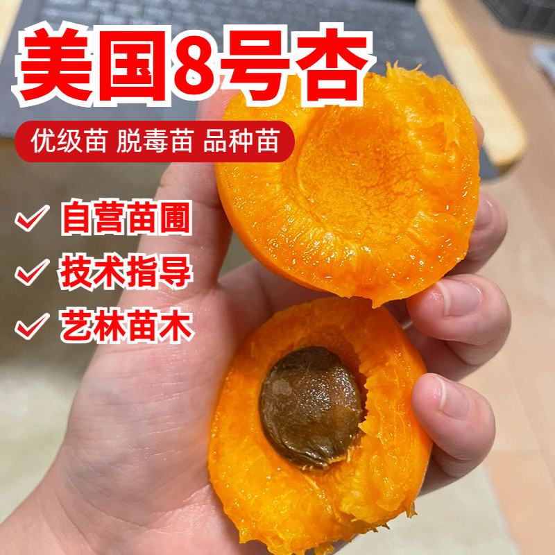 嫁接美国八号杏树苗早熟特大甜杏核8号杏子苗种植当年结果果树苗