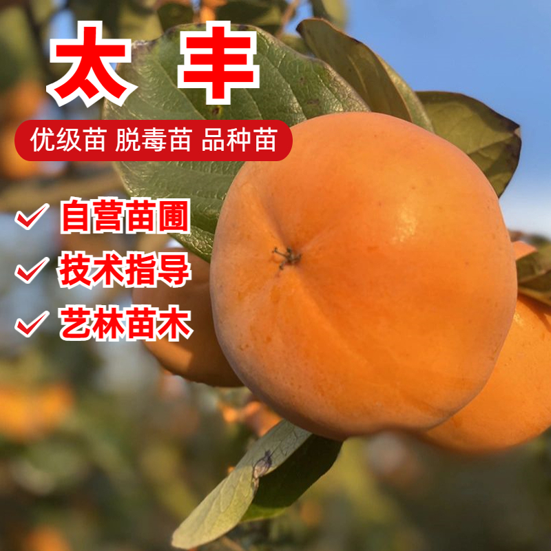 太丰柿子树苗嫁接10月成熟浓甜