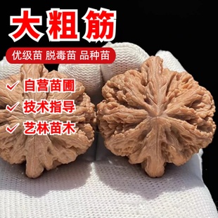 平谷大粗筋文玩核桃树苗元宝麻核桃青蛙招财鼠核桃苗盆栽庭院地栽