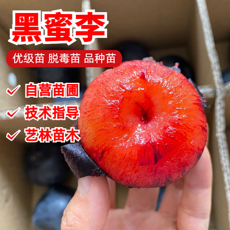 红心李子树苗嫁接特大早熟南北方种植当年结果果树苗黑蜜李子树苗