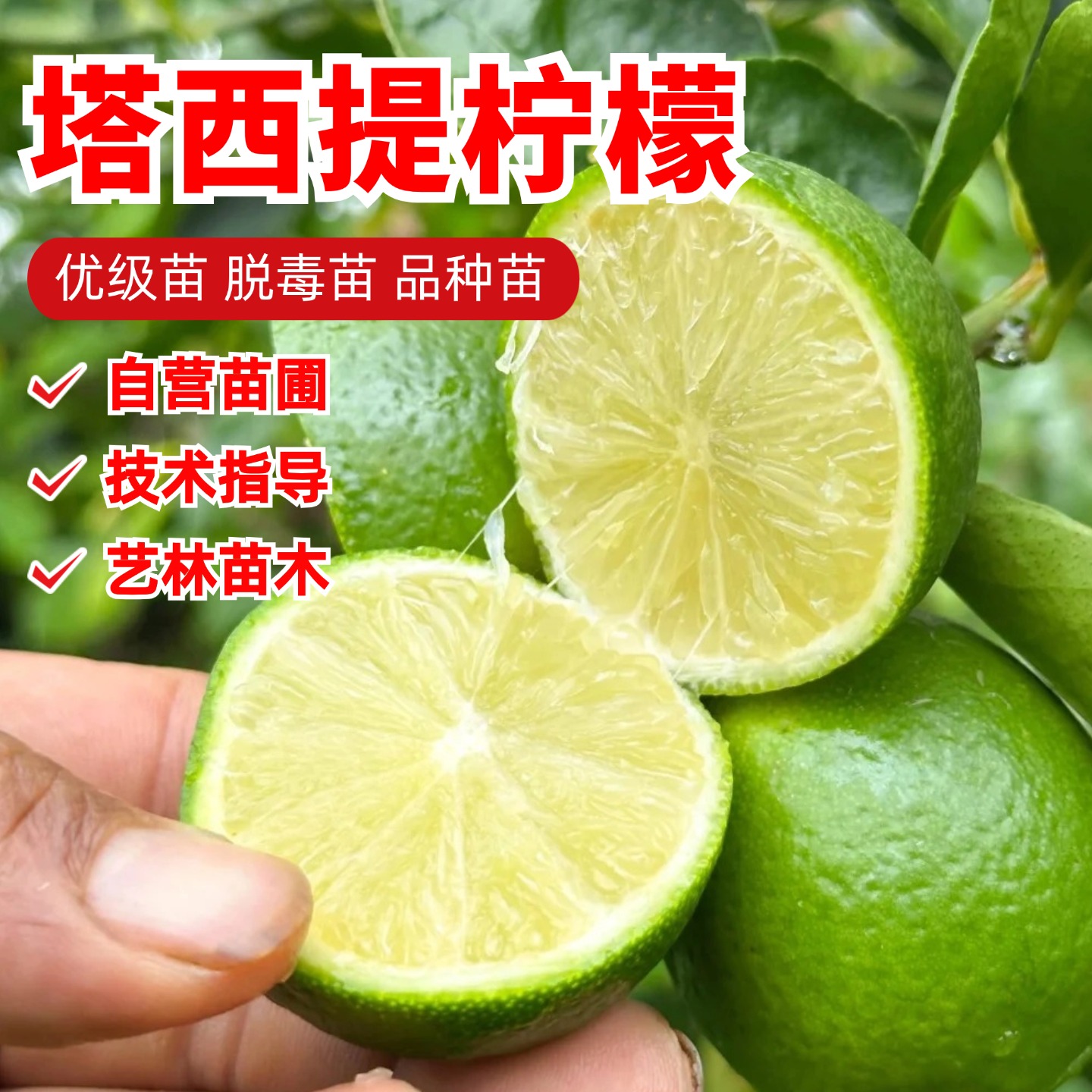 无籽小青柠苗嫁接无核塔西提柠檬树苗盆栽地栽四季种植当年结果苗