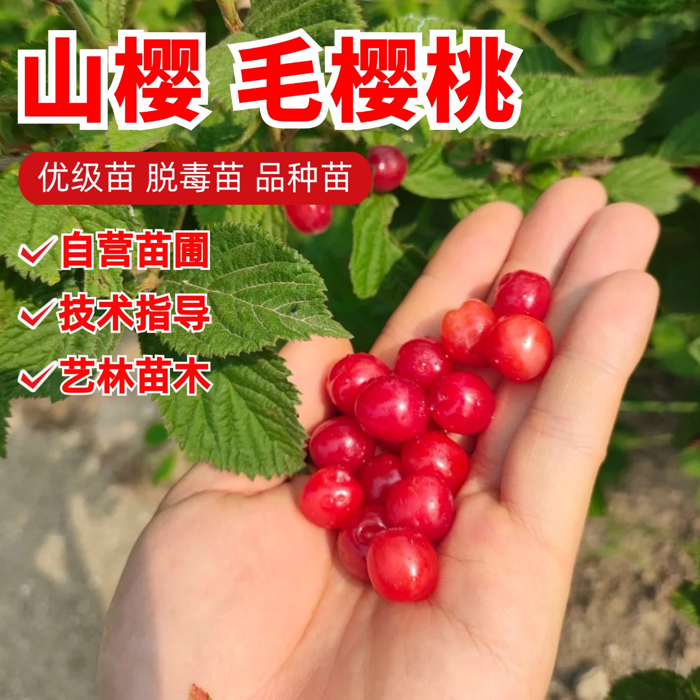 东北毛樱桃树苗庭院阳台老品种小樱桃山樱桃苗盆栽地栽南北方种植