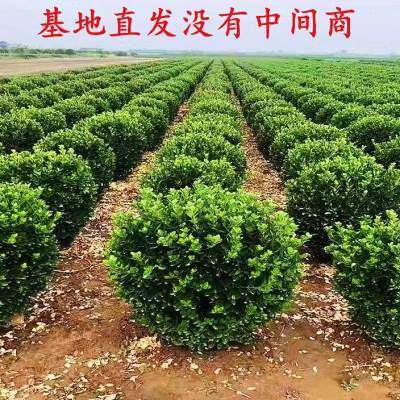 四季常青冬青球大叶黄杨球庭院园林别墅小区绿化常用苗木