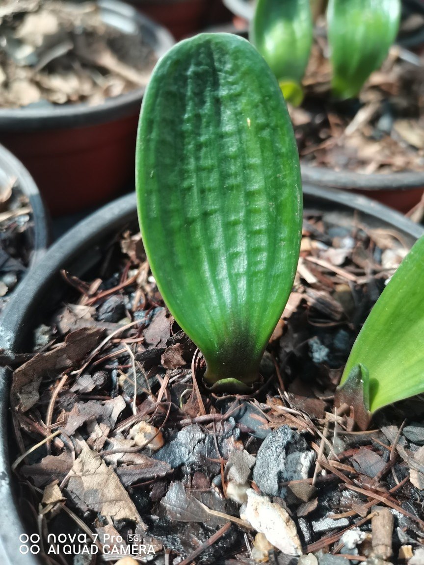 黑珍珠君子兰高档精品圆头短叶麻脸元宝君子兰花卉绿植高端盆栽