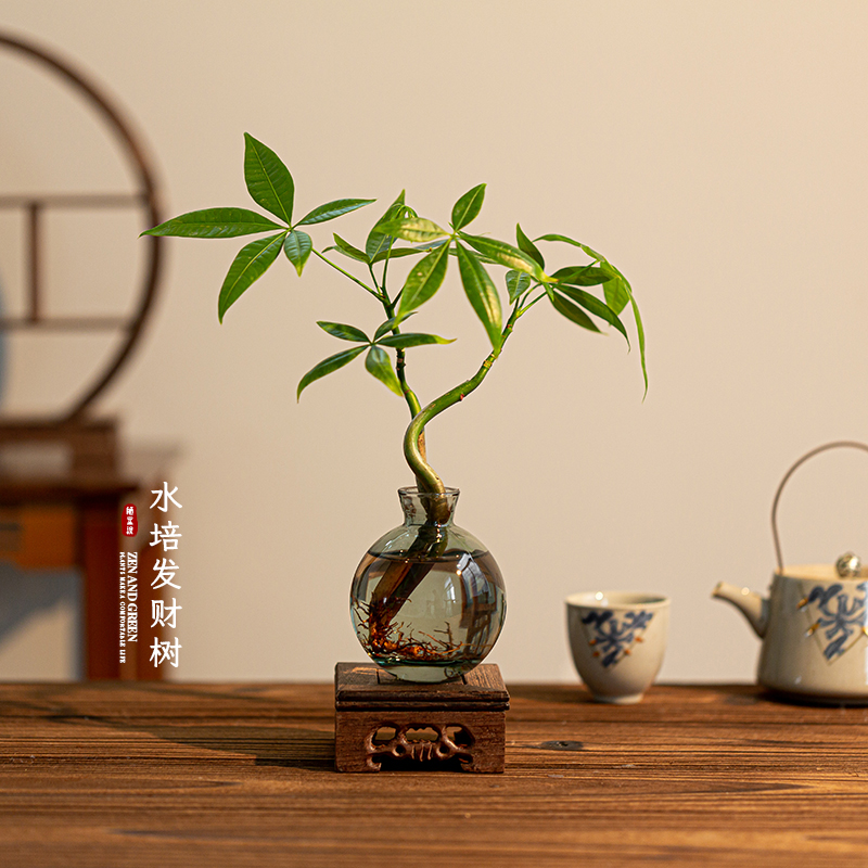 水培植物发财树造型老桩桌面茶宠摆件盆栽室内绿植花卉禅意花盆景