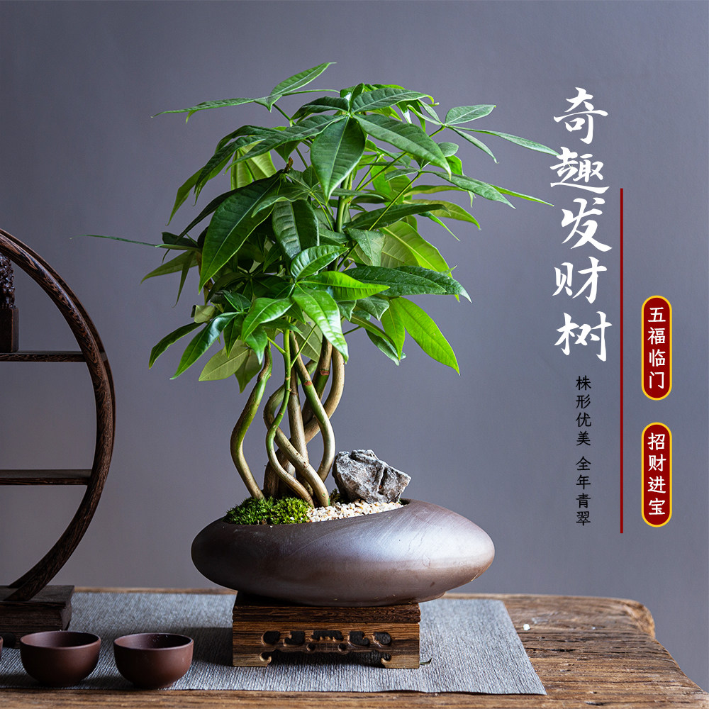 陋室说 |奇趣发财树造型盆景景观植物桌面室内盆栽禅意茶几摆件花